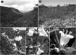 Image result for Hexasepalum sarmentosum