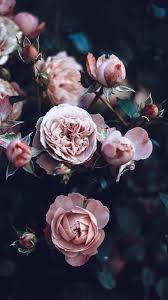 Wallpaper Background Lockscreen Iphone Pink Rose Roses In 2020 Peony Wallpaper Pink Wallpaper Iphone Rose Wallpaper