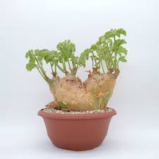 Image result for Cyphostemma montanum