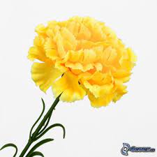 Yellow Carnation Flower Pic Best Flower Wallpaper