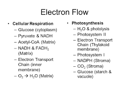 In photosynthetic cells, synthesis of atp by the chemiosmotic mechanism occurs during. What Are The Similarities And Differences Between Photosynthesis And Cellular Respiration Quora
