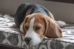 Beagle Dog Names: Cool Names for Beagle Breed Dogs