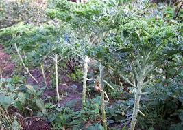 Bildergebnis für grünkohl pflanzen