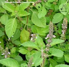 Image result for Ocimum angustifolium