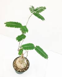 Image result for Elephantorrhiza elephantina