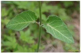 Image result for Cynanchum mossambicense