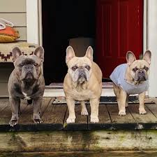 You'll receive email and feed alerts when new items arrive. Ace Of Hearts French Bulldogs Home Facebook