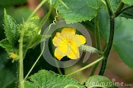 The rare silverberry shrub grows out into vines, with small white flowers and red berries. Cucumber Or Cucumis Sativus Creeping Vine Plant With Single Bright Yellow Fully Open Flower Growing In Local Garden Creeping Vines Growing Flowers Open Flower