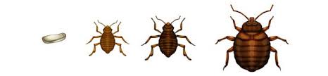 Many of you make the mistake of belittling the capacity of bedbugs. Bed Bugs Dallas Texas Pest Management Of Texas Inc