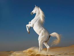 صور خيول رائعة جميلة جدا Horse Photography By Tim Flach 13 Jpg Most Beautiful Horses Horses Horse Wallpaper