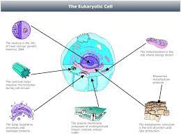 Example Image Eukaryotic Cell Diagram Cell Diagram Eukaryotic Cell Biology Diagrams