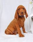Vizsla Puppies - Petland Racine, WI