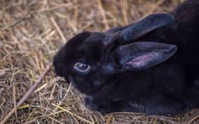 Foxes, bobcats, dogs, hawks and owls are various predators of rabbits. Feeding Your Rabbit Vca Animal Hospital