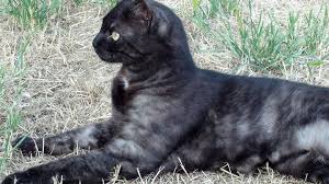But having isla means i have. Black Smoke Tabby Cat Super Pretty Black Smoke Cat Feline Anatomy Cats