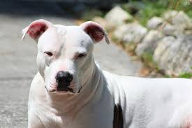 Contra o preconceito com a raça pitbull, em amor a mesma e em defesa de todos esses cães! 75 Pitbull Names You Ll Love Tough Classic More My Dog S Name