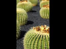 Knowing how often you should water your cactus is essential as it helps the plant thrive. Find Plants Golden Barrel