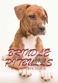 More images for black and brown brindle pitbull » Brindle Pitbull A Detailed Guide To A Loyal Breed