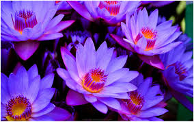 Lotus Flowers Wallpaper Wide Lotus Flower Wallpaper Blue Lotus Flower Flower Wallpaper