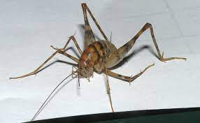 Find out if they're more than a nuisance, how to control and prevent these crickets. Camel Cricket What S That Bug