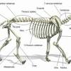 For every cub that survives to yearling stage, lions copulate an estimated 3000 times. Https Encrypted Tbn0 Gstatic Com Images Q Tbn And9gcsylcmae 6 Qm 3nvjykvtitnt5xu1wk4dz39wlxoxonaft90jl Usqp Cau