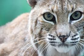 Browse our inventory of new and used bobcat s205 for sale near you at machinerytrader.com. Capital Needs Birmingham Zoo