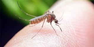 Http Best5 It Post Le Zanzare Gli Insetti Piu Odiati Del Mondo Rimedi Naturali Repellente Per Zanzare Rimedi