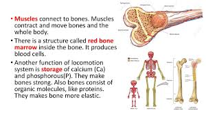 As well as some basic images of disc pathology and stylised facet joint motion. Class Lomotion System Prezentaciya Onlajn