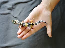 You can buy live snakes, lizards, frogs, toads, salamanders, newts, turtles, tortoises, alligators, scorpions, tarantulas, and feeders, all at unbeatable prices. 6 Tips To Get Your Leopard Gecko To Trust You Wags To Wiskers Pet Supplies Local Pet Supply Store In Ann Arbor Chelsea Ludington Mi