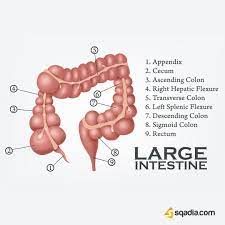 Large Intestine Large Intestine Anatomy Education Intestines Anatomy