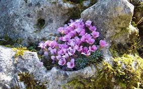 Steinbrech Erste Wahl Im Steingarten Steingarten Pflanzen Steingarten Ideen Steinmauer Bepflanzen