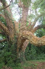 Image result for Quercus suber