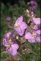 Image result for Dissotis princeps