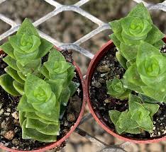 Image result for Crassula perfoliata