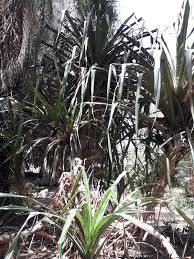 Image result for Pandanus candelabrum