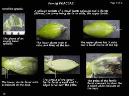 Image result for Urochloa deflexa