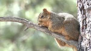Algunos de estos animales son la zarigüeya, la guagua de montaña, la chucha de orejas blancas, el armadillo coletrapo, el cusumbo solino, el taira, la comadreja, el cusumbo mocoso, el mapache. Shutterstock