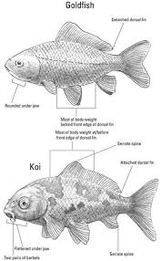 Information On Goldfish And Koi Including Their Types Care Diseases Pictures Facts Koi Koi Fish Pond Fish Ponds