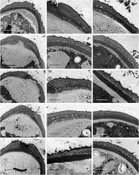 Image result for Aeschynomene sp. B