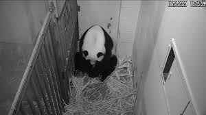 Clinically tested for mildness in usa. The National Zoo Announces The Birth Of A New Baby Giant Panda Cnn Travel