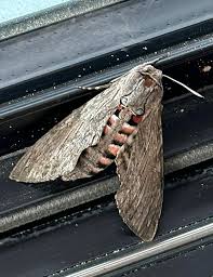 Image result for Convolvulus ocellatus