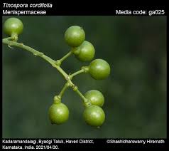 Image result for Tinospora fragosa