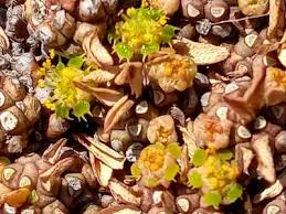 Image result for Euphorbia davyi