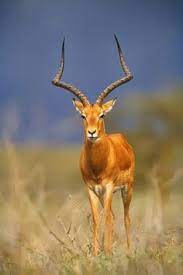 This blog is dedicated entirely to antelopes. 240 Best African Antelope Ideas In 2021 African Antelope Animals Wild African Animals