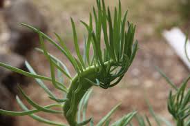 Image result for Senecio greenwayi