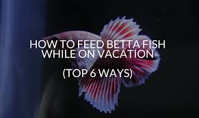 They never hesitate when they see food, even if it means stealing from fellow tank mates. How To Feed Betta Fish While On Vacation Top 6 Ways Betta Care Fish Guide
