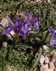 Image result for Moraea schimperi