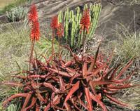 Image result for Aloe carnea