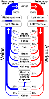 Groups of similar cells form tissues; File Sankey Diagram Human Circulatory System Svg Wikimedia Commons