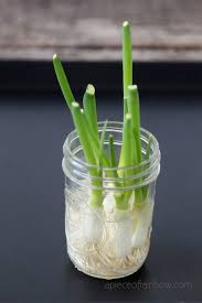While chopping scallions for cooking, reserve a cutting with at least two inches of the bottom. Regrow Green Onions Scallions From Kitchen Scraps 2 Ways A Piece Of Rainbow