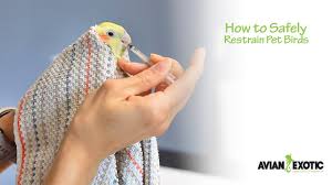 Check spelling or type a new query. Emergency Avian Exotic Animal Clinic